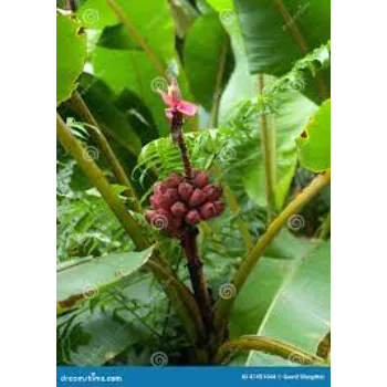 Super Banana Plants